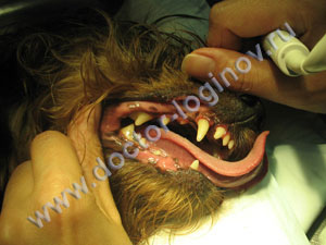 Пасть собаки после снятия зубного камня
